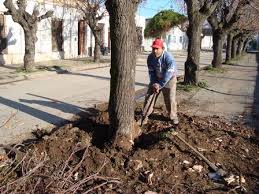 Todo tipo de podas, arboles, plantas de jardin, enredaderas