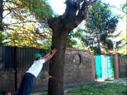 Todo tipo de podas, arboles, plantas de jardin, enredaderas