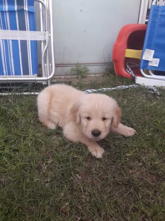 Cachorro Golden Retriever