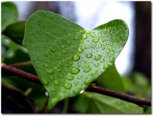 ♥PROBLEMAS EN EL AMOR …MATRIMOÑO DESEAS RESOLVERLO